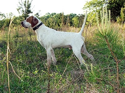 PINEHILL ELHEW PHANTOM GOLD
